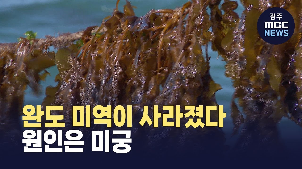완도 미역이 사라졌다..원인은 미궁 (뉴스데스크 2025.12.2 광주MBC)