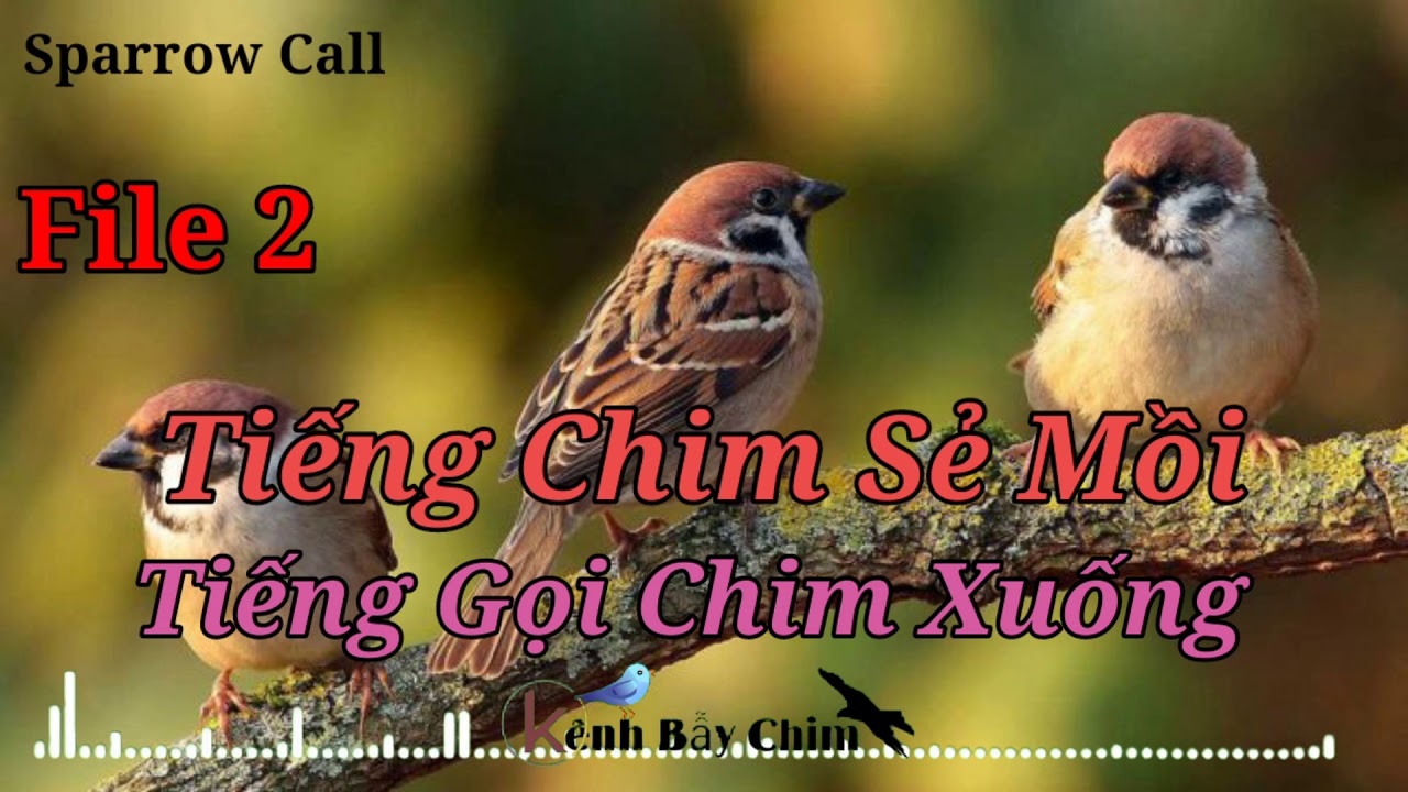 Tiếng Chim Sẻ Mồi - Tiếng Gọi Chim Xuống File 2 | Kênh Bẫy Chim