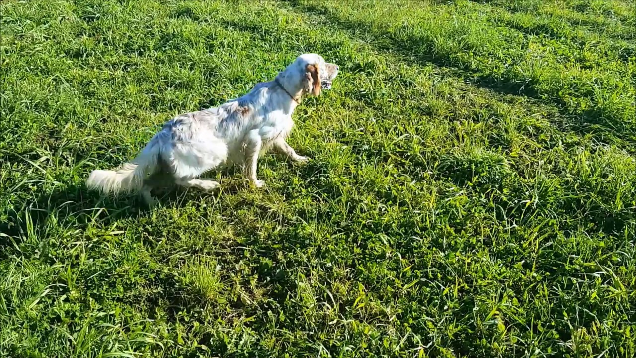 Paseando con el joven Dendaberri Spider.