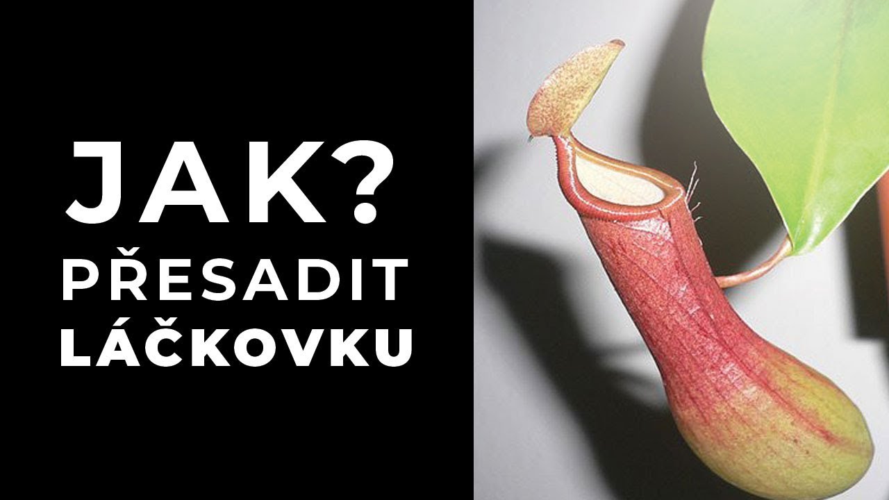 Jak přesadit láčkovku Nepenthes alata?