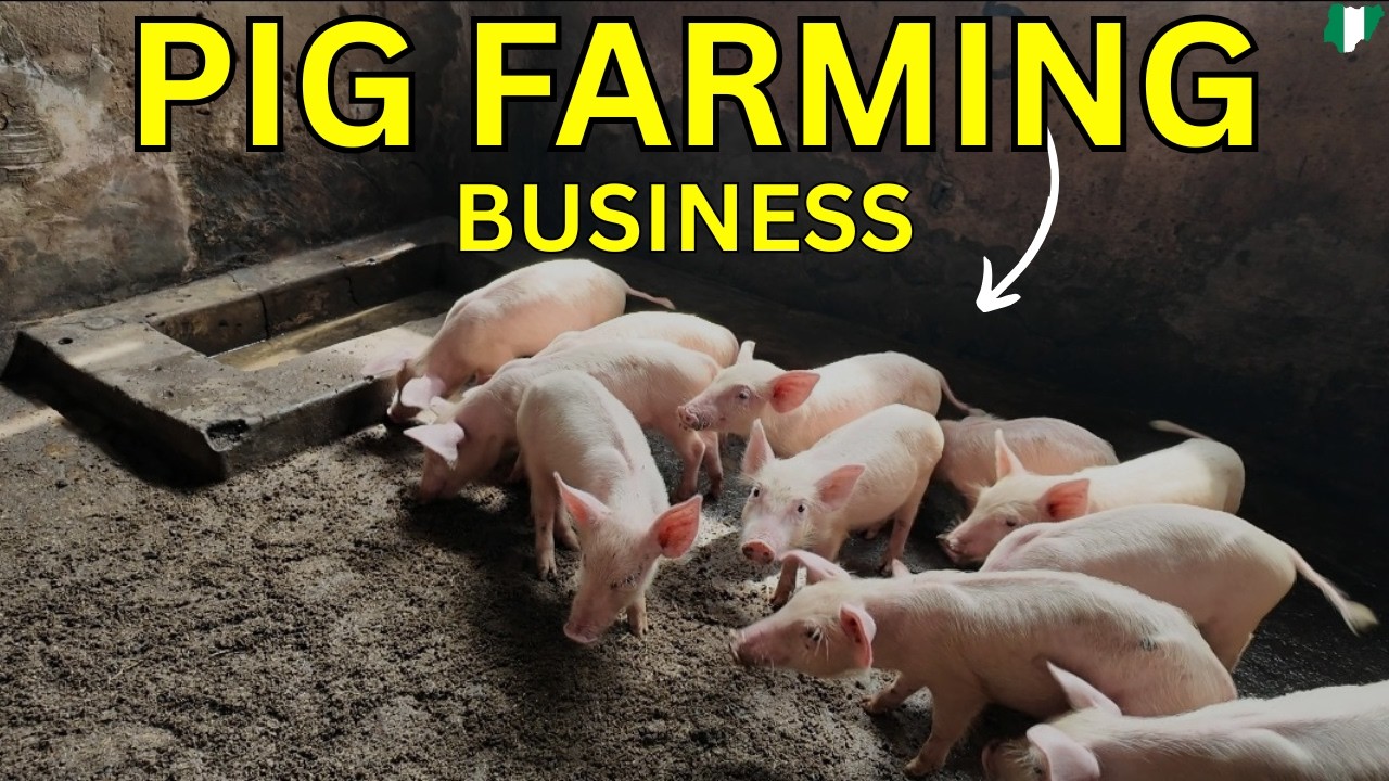 Внутри свинофермы Giwa Oke-Aro: проблемы, пренебрежение и реальные особенности свиноводческого би...