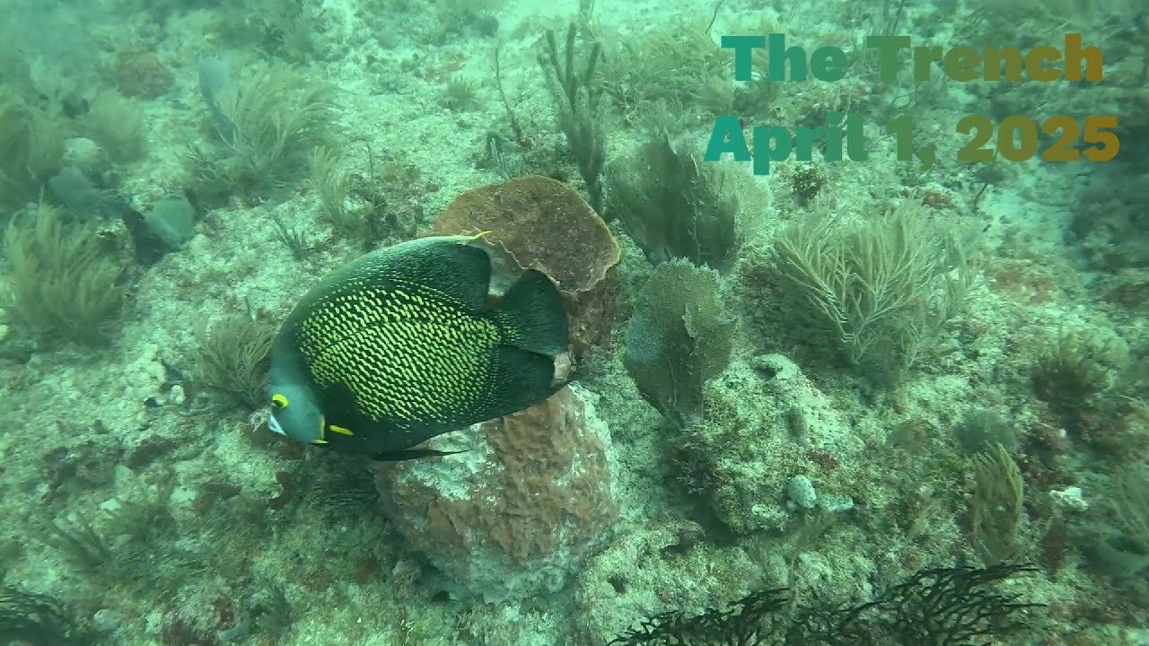 The Trench, April 1, 2025