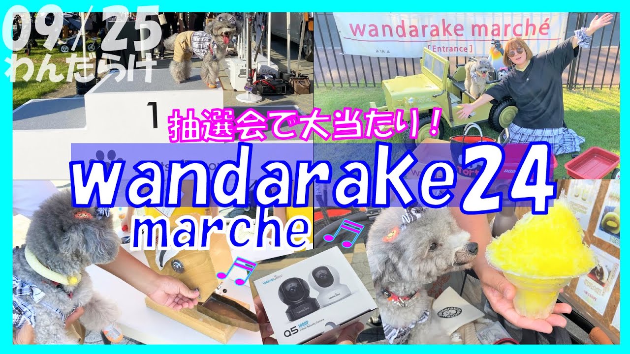 【WANDARAKE 24】日本最大級マルシェわんだらけの抽選会の景品に愛犬トルテもテンション爆上がり💕後編in名古屋(トイプードルのTorte channel)