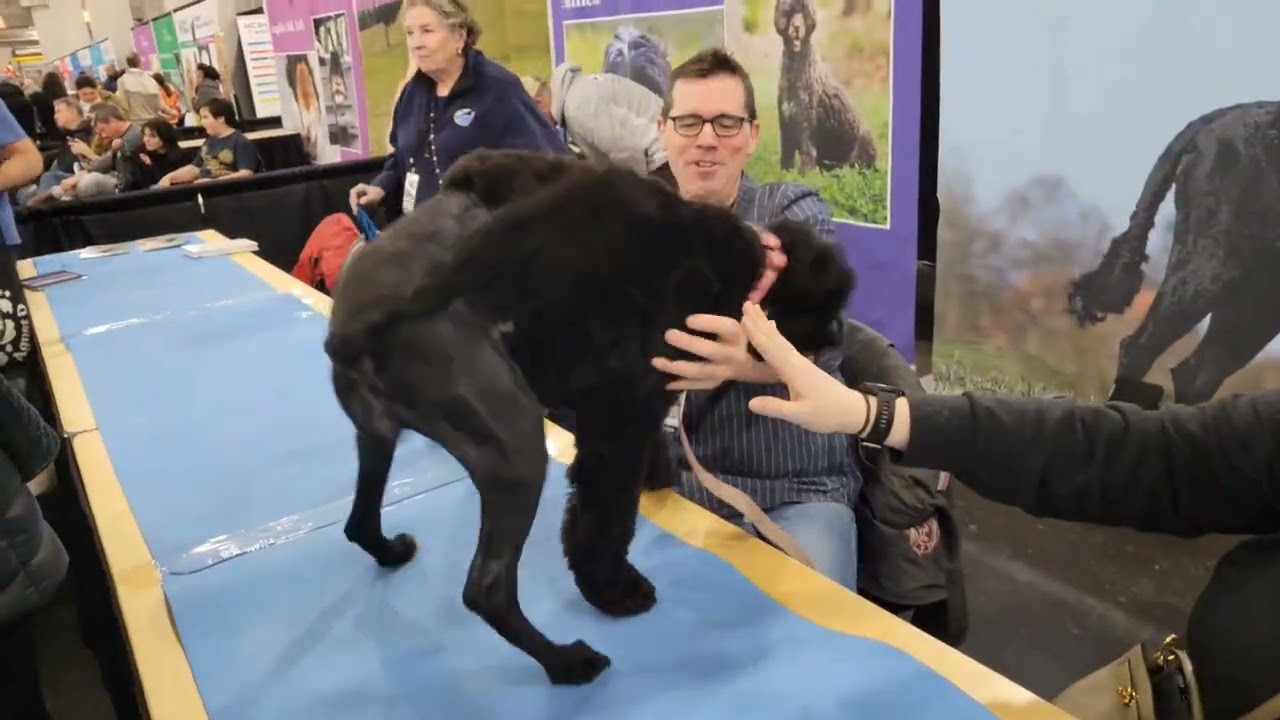 AKC Meet the Breeds