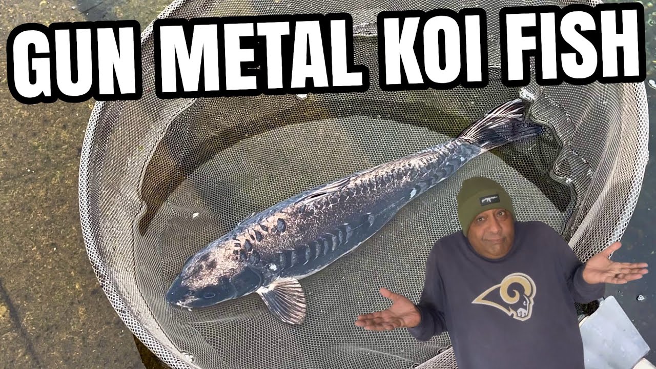 Редкие цветные карпы кои!
