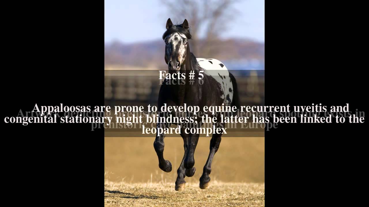 Appaloosa Top # 14 Facts