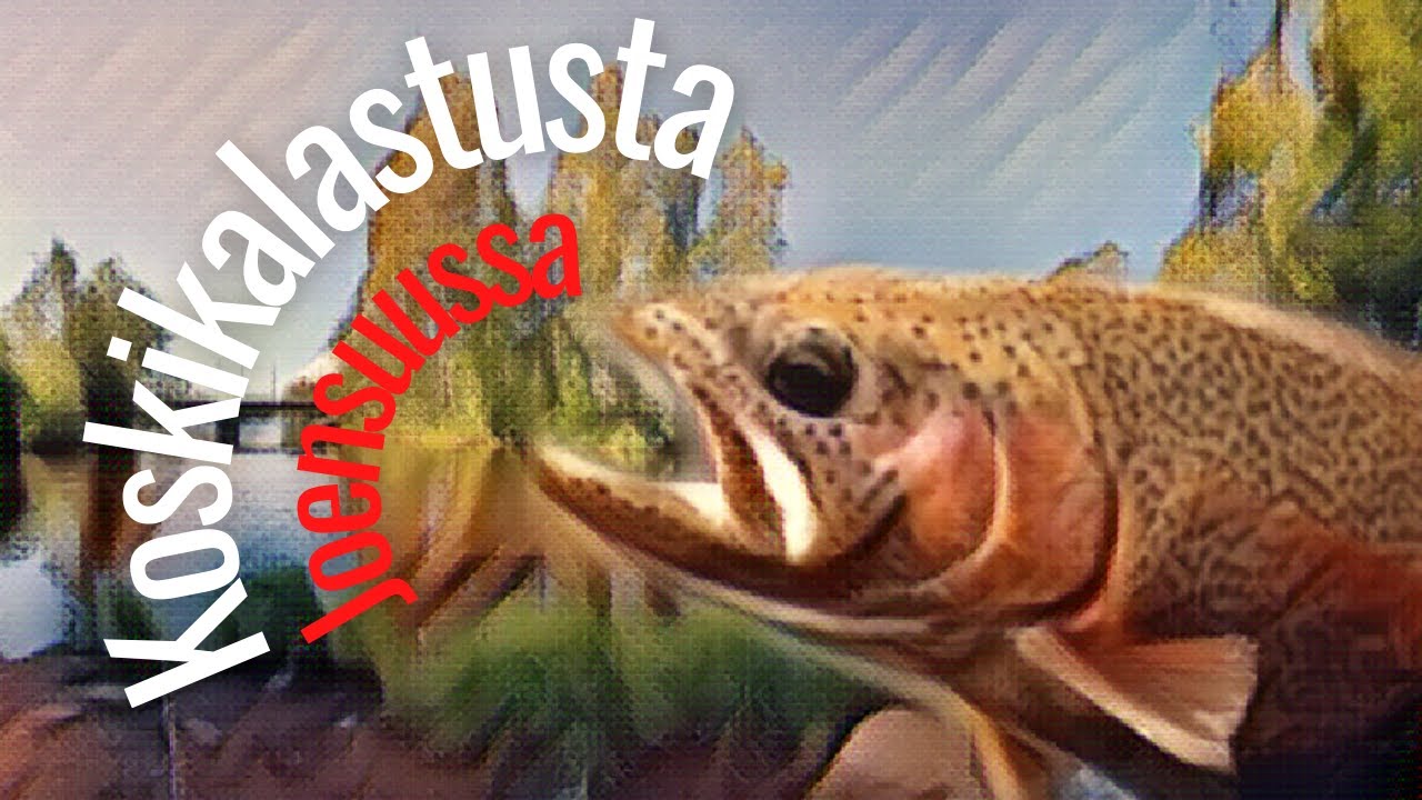 Kalassa Joensuun Koskella | Helppoa, Hauskaa, Halpaa