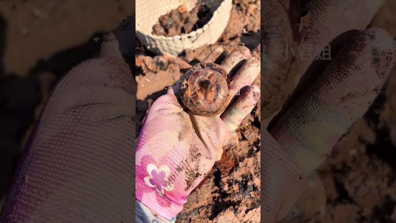 Fruits growing in the soil