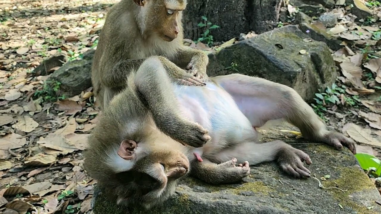 Pregnant monkey Julie need sister taking care of her at moment heartwarming
