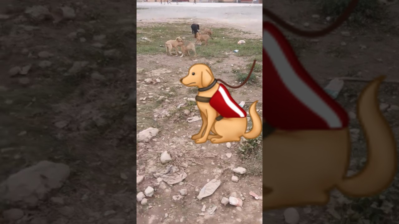 سبحان الله شفو عيشن سعادة 💔💓 