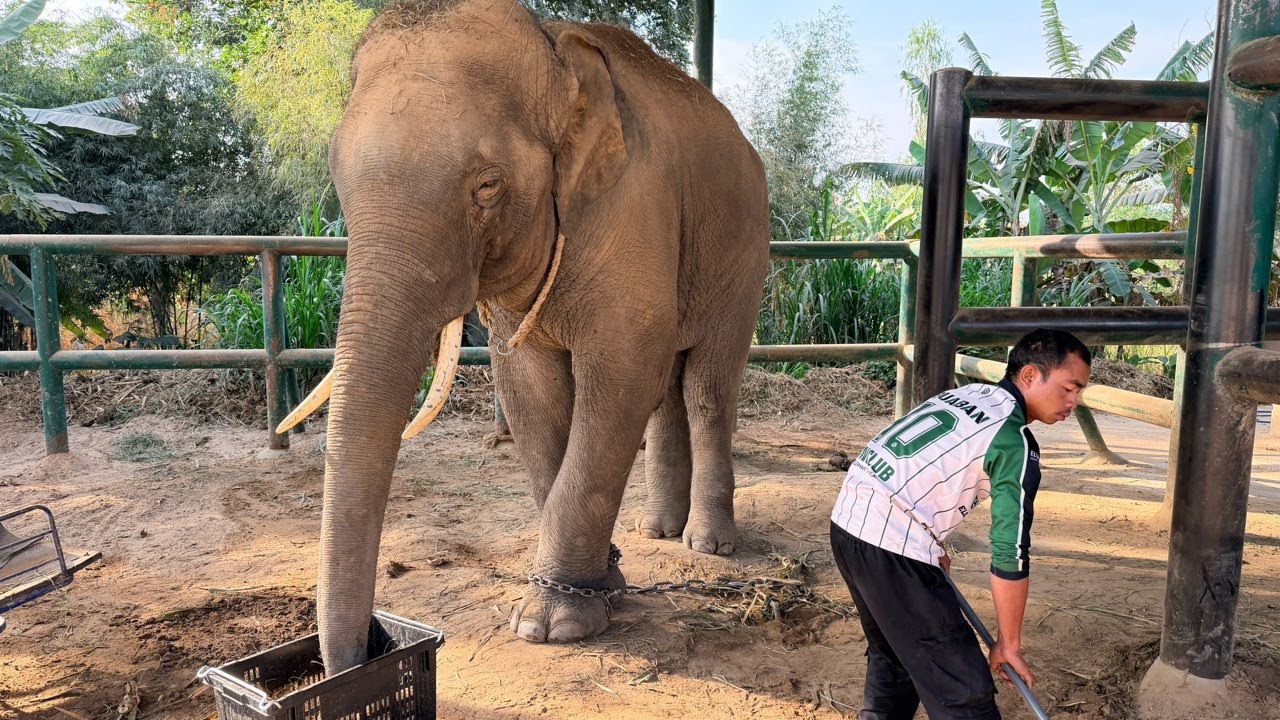 บัวบานกับควาญหัวของเขา😝 Elephant Thailand