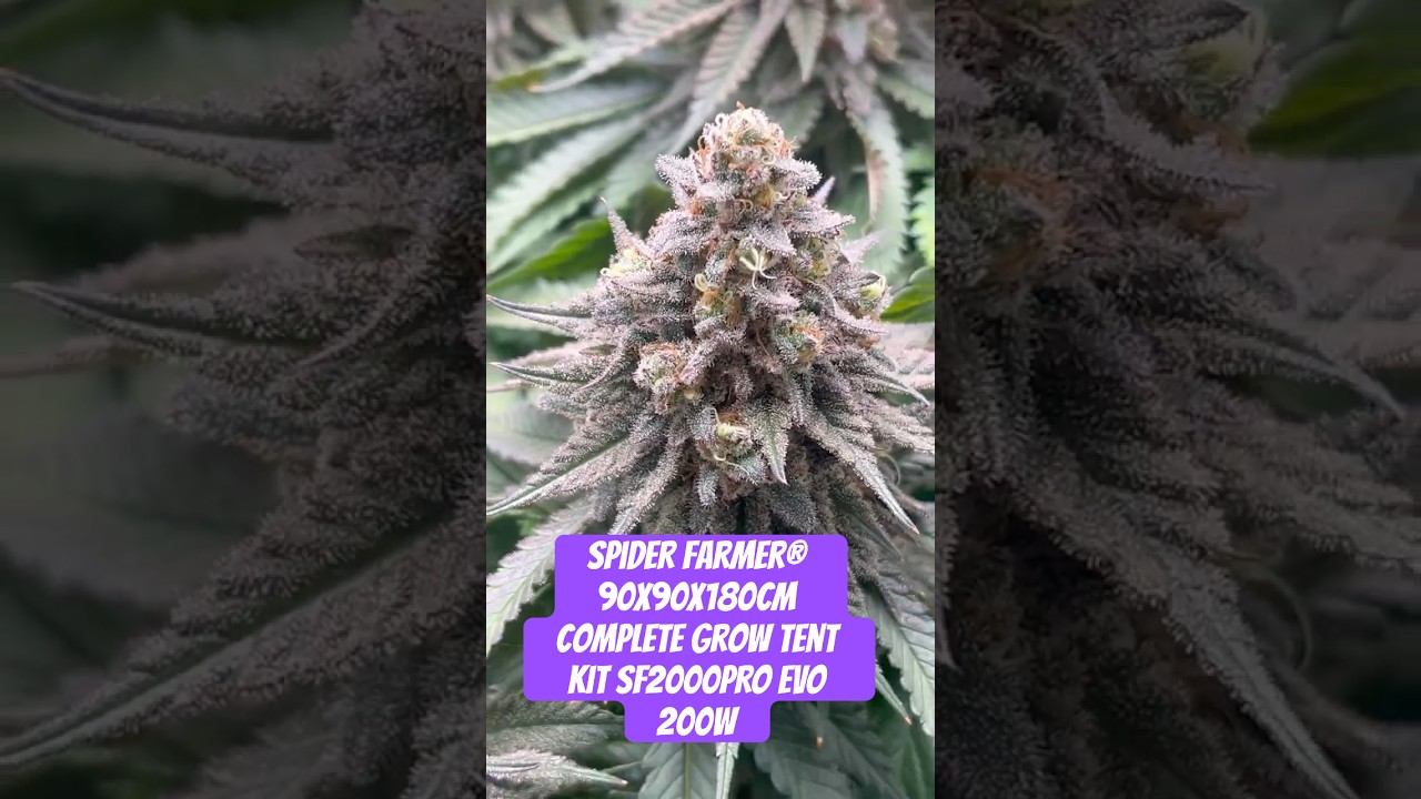 Spider Farmer&reg; 90X90X180cm Complete Grow Tent Kit SF2000PRO EVO 200W  #crazybud #420 #growled