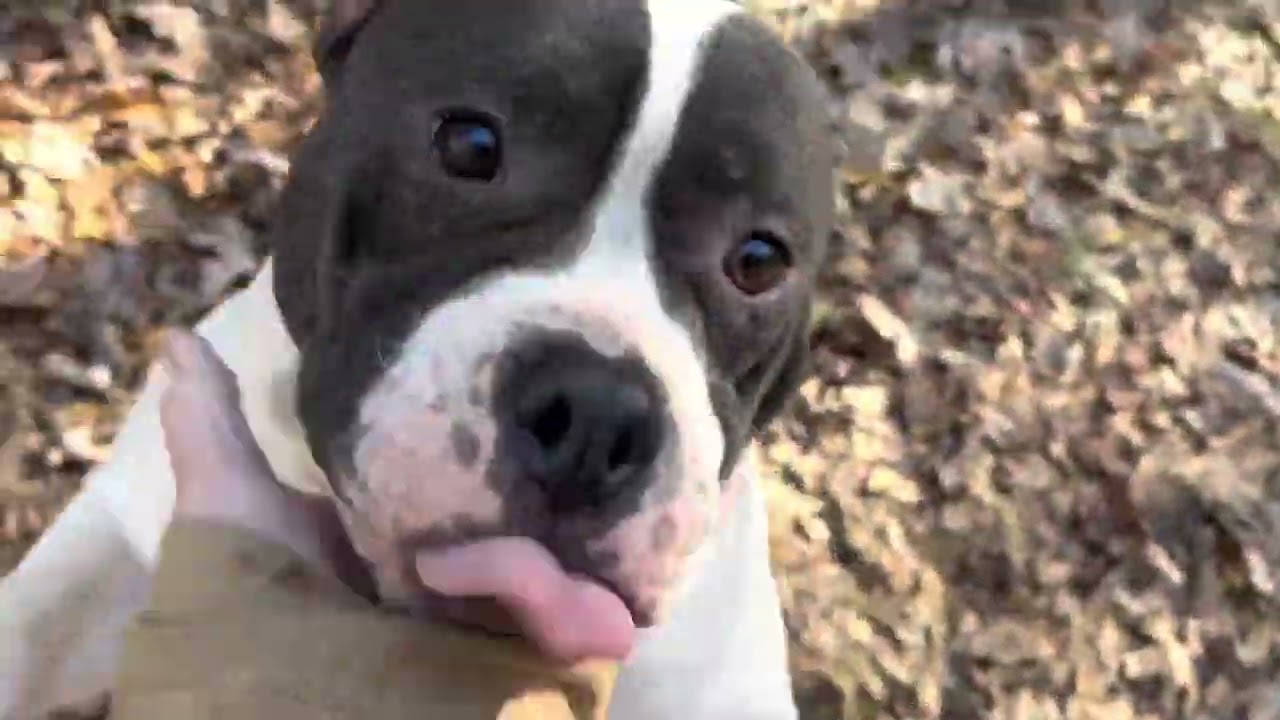 CBF girls on a walk …watch the end