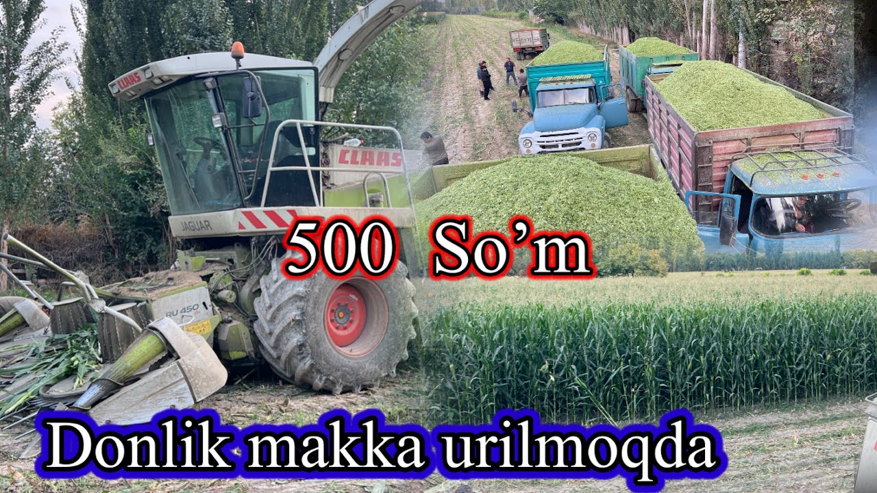 ☎️99897-628-92-50 .DONLIK MAKKA URILMOQDA . 1 Kg  500 So’m. 