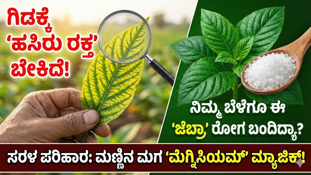 ಗಿಡದ 'ಹಸಿರು ರಕ್ತ' ಇದು! ಇದನ್ನು ಹಾಕದಿದ್ದರೆ ನಿಮ್ಮ ಬೆಳೆ ಉಳಿಯೋದು ಕಷ್ಟ! 😱🌱