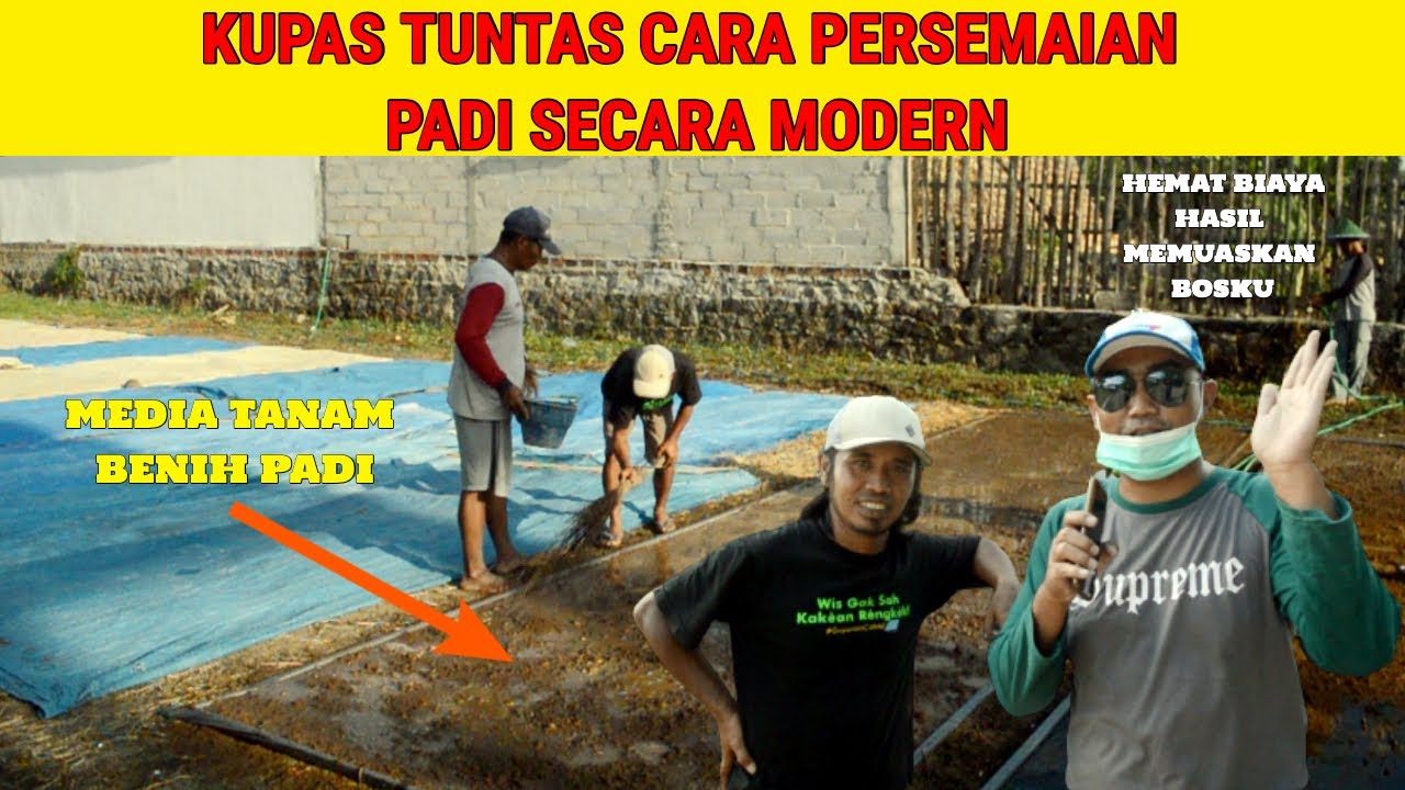TUTORIAL PERSEMAIAN PADI SECARA MODERN || HEMAT BIAYA || RINGKAS MEDIA TANAM || HASIL MEMUASKAN