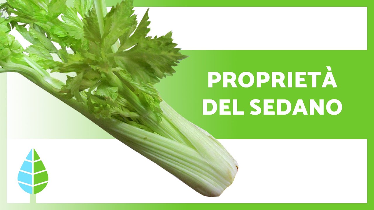 BENEFICI del SEDANO per la SALUTE 🥬 (Propriet&agrave;, A cosa serve e Controindicazioni)