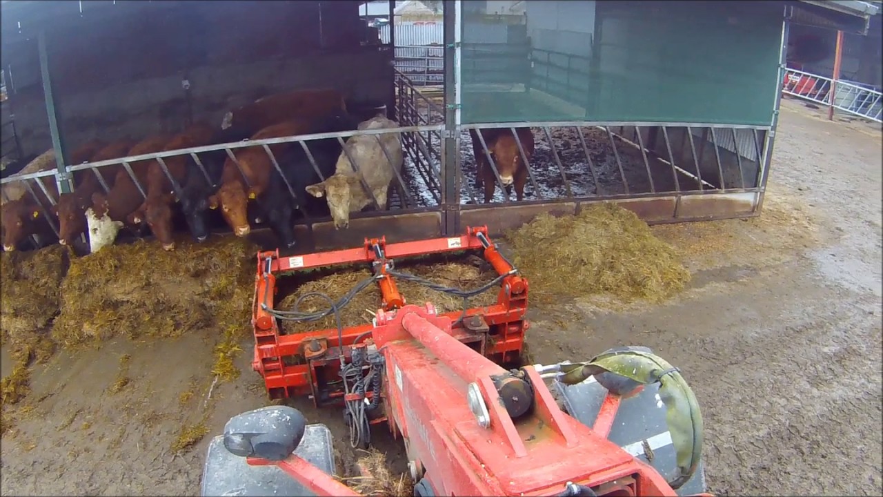 Feeding Suckler Cows 2017 - Tyrrell Farm