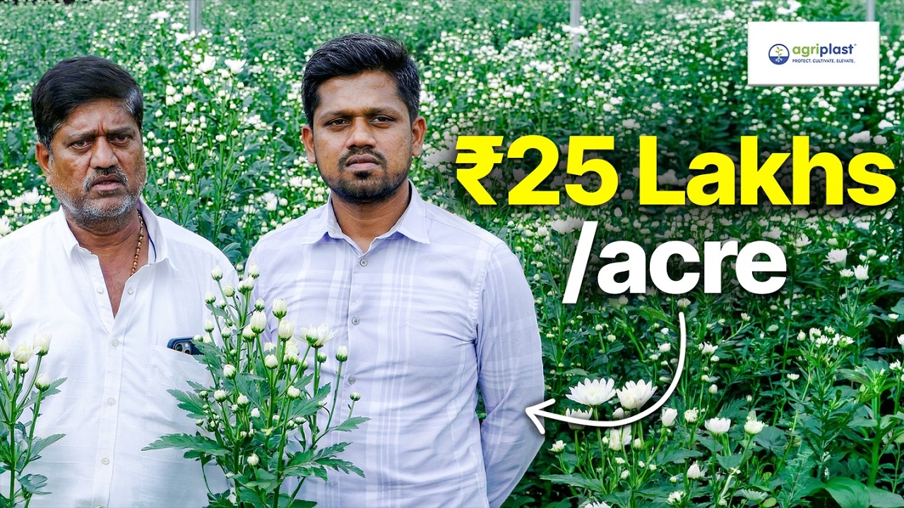 Why His Chrysanthemum Crop Never Fails | ₹25 Lakh Per Acre Flower Farming Model