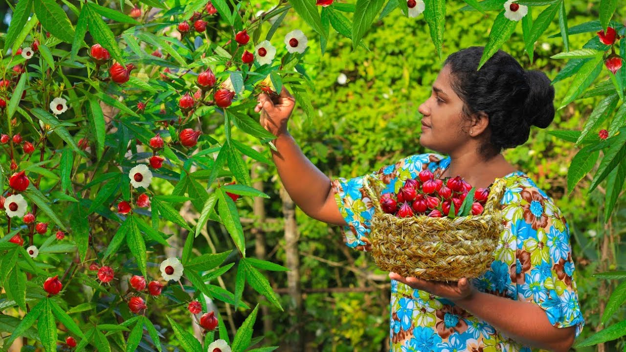 A Special flower that edible to eat and drink|Rosella fruits@village kitchen srilanka