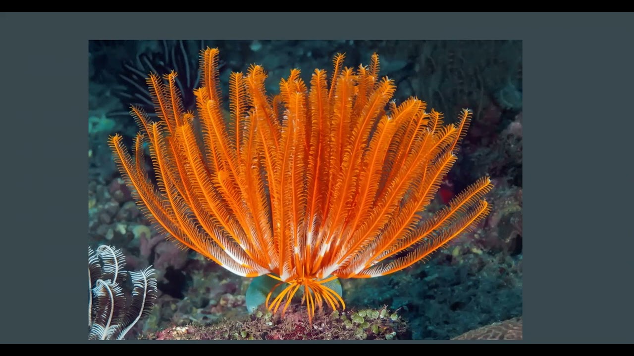 Class Crinoidea - Phylum Echinodermata