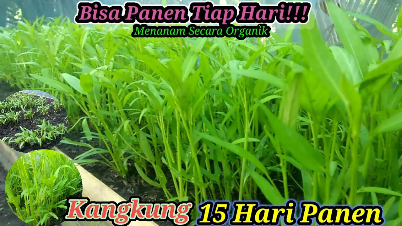 Cara Menanam Kangkung Dari Biji ||15 Hari Panen|| Bisa Panen Tiap Hari!!!