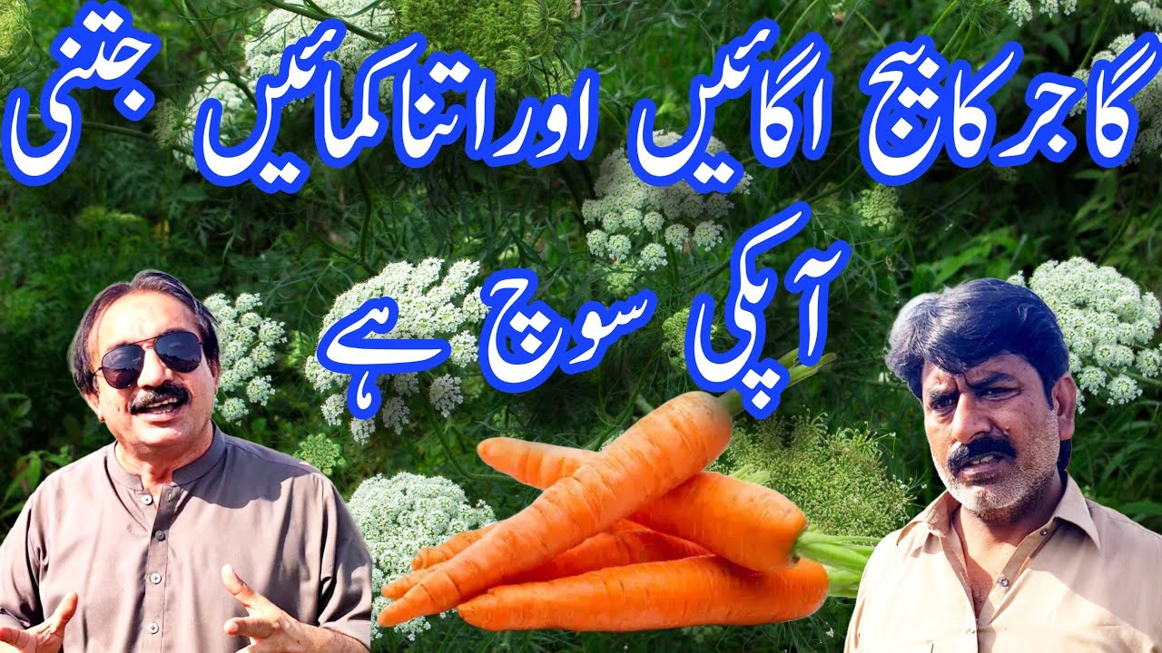 گاجرکابیج اگانے کا طریقہ || گاجر کا بیج لگائیں منافع کمائیں |farming||How to grow carrot