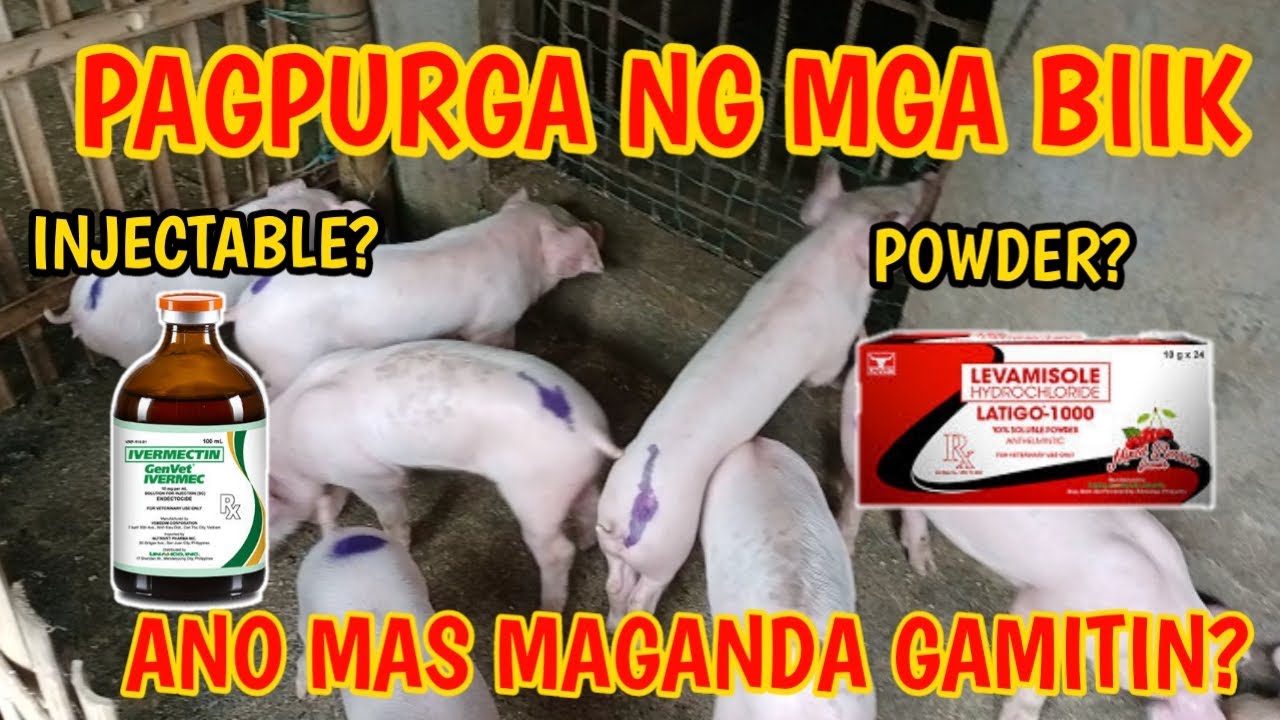 POWDER O INJECTABLE? ANO MAS MAGANDANG PAMURGA SA BIIK?|MANGUNGUMA TV