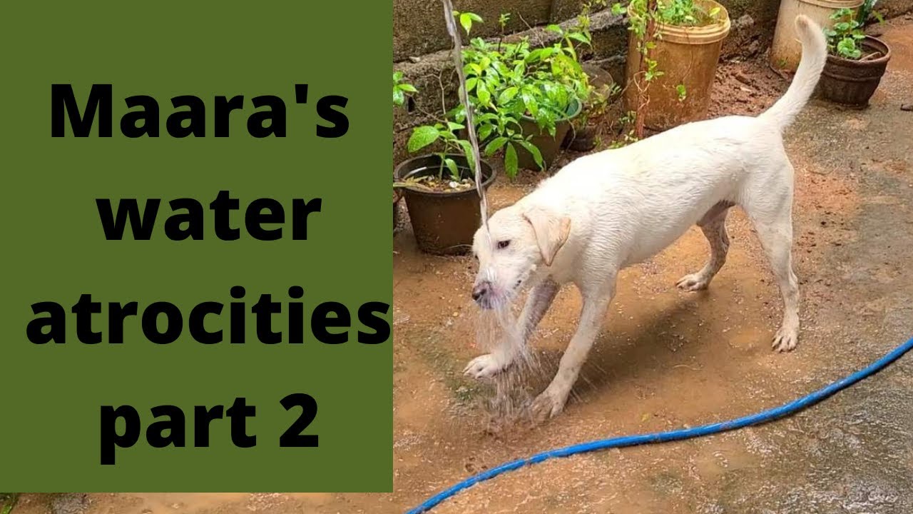 maara's water atrocities part 2. maara the labrador.