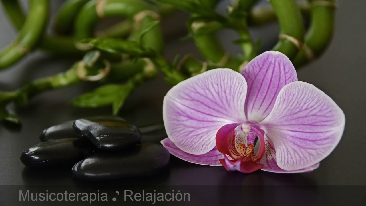 EL MEJOR SONIDO DEL AQUA Para Dormir Profundamente 💦 Terapia Contra el Estr&eacute;s Insomnio Tinnitus
