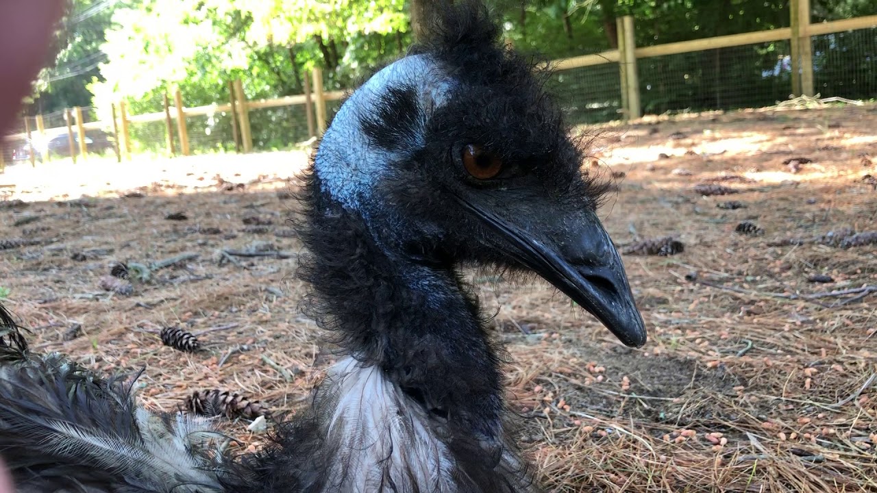 Sidney, the Emu
