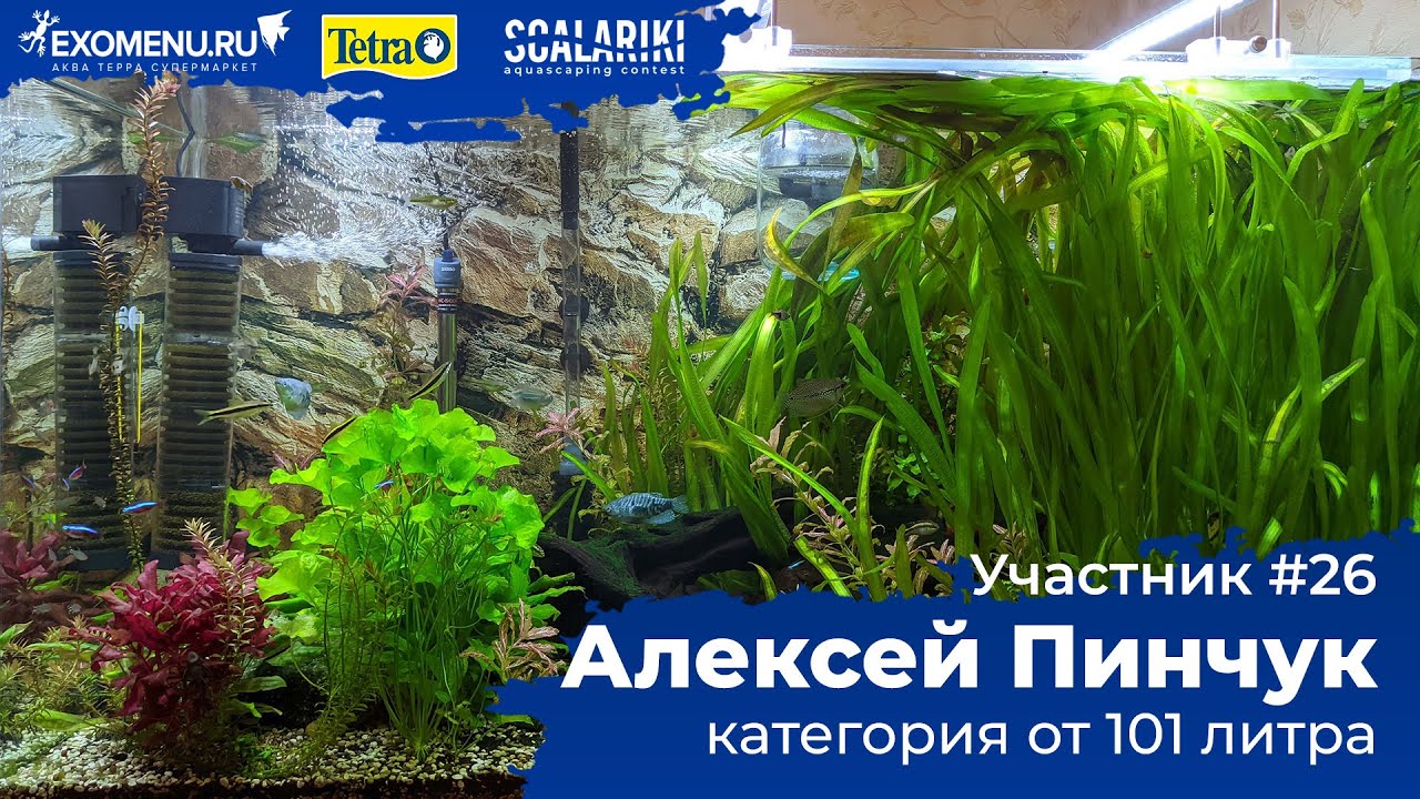 Аквариум 430 л. Участник №26 в категории от 101 литра #Scalariki​ Aquascaping Contest 2021