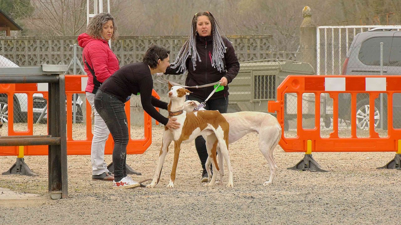 Éxito de participación en el 42ª Feria de Perros de Caza con más de 600 ejemplares