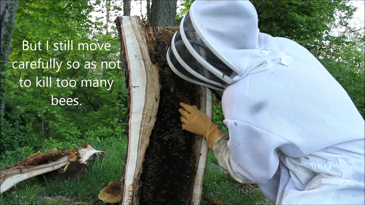 Anatomy of a log hive