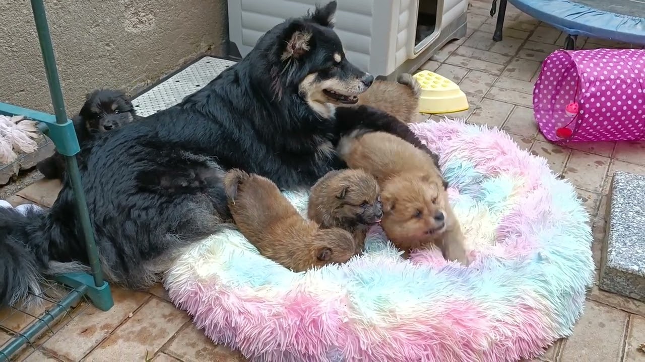 Finnische Lapphunde of Northern Lights G-Wurf 5 Wochen