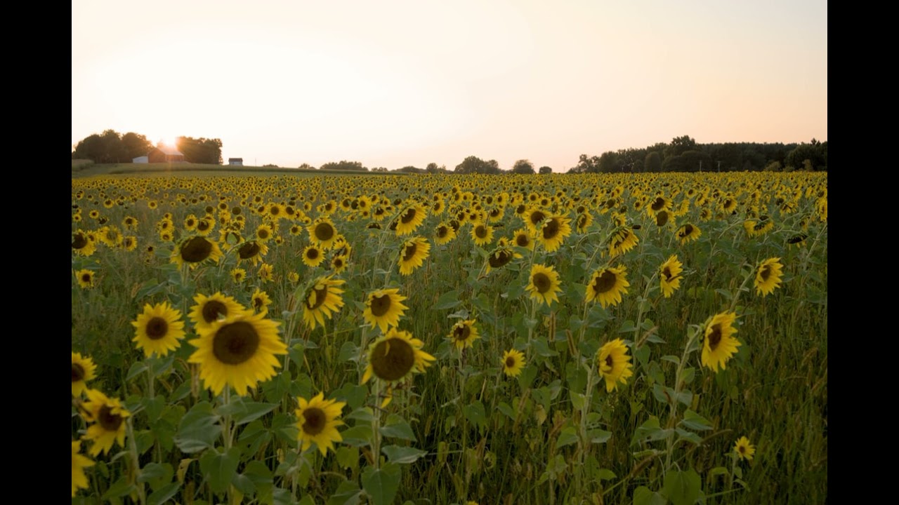 A Meditation # 52 - Our Field Of Love