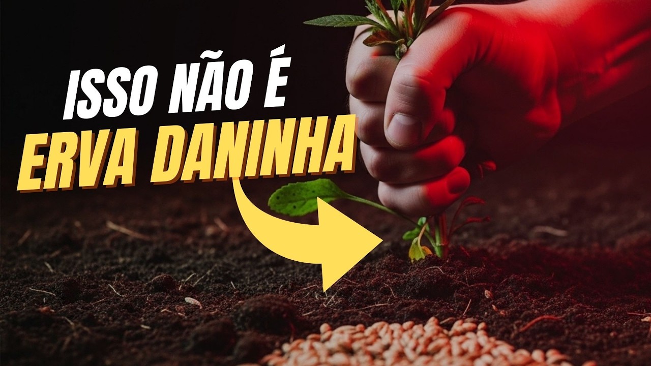 Pare de Comprar Arroz: 10 Plantas Esquecidas Que Alimentam de Verdade