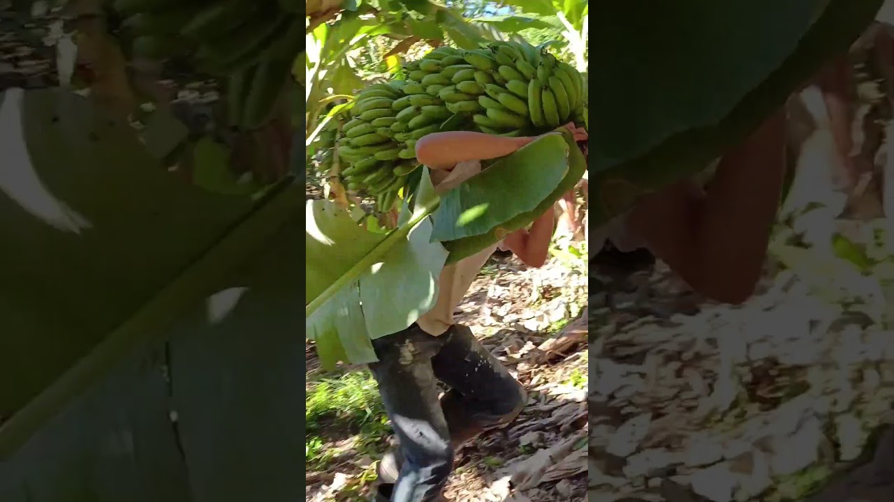 Migueles provando sua fraqueza