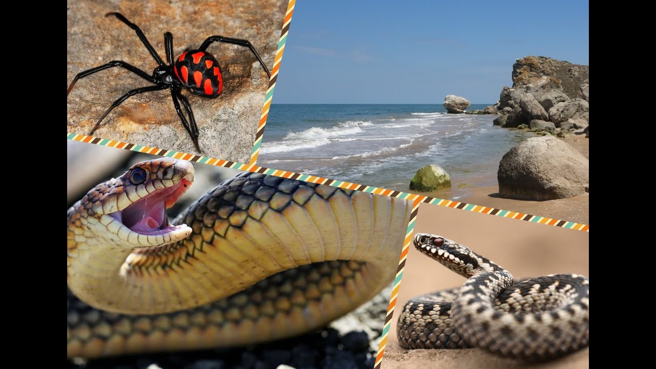 Крым Генеральские пляжи, змеи, пауки, сколопендры. General's beaches Snakes scolopendra spiders.