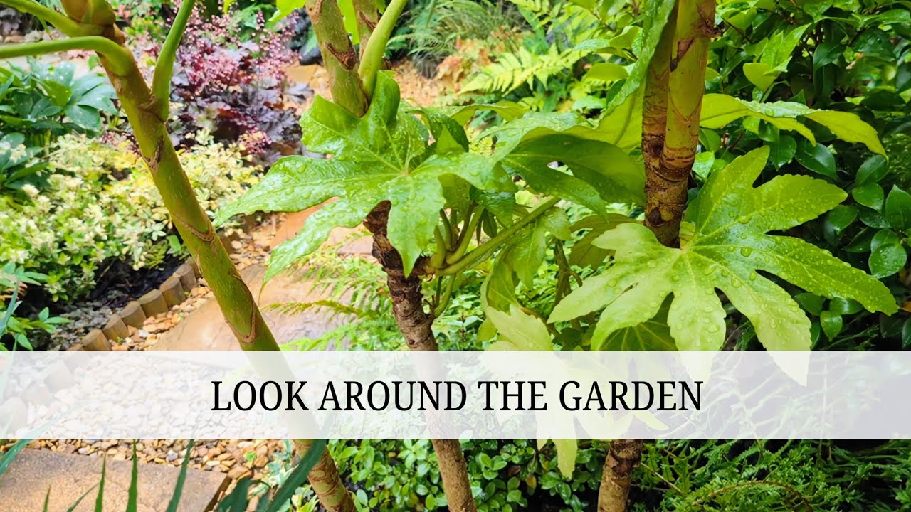 135. Peaceful Walk in the Tropical Garden: August 2025