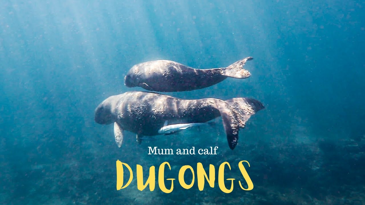 Siren's Call... Underwater footage of Dugongs.