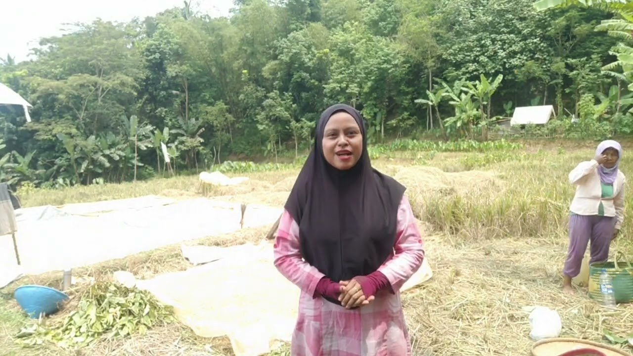 Jemur padi di sawah @cuandaritani