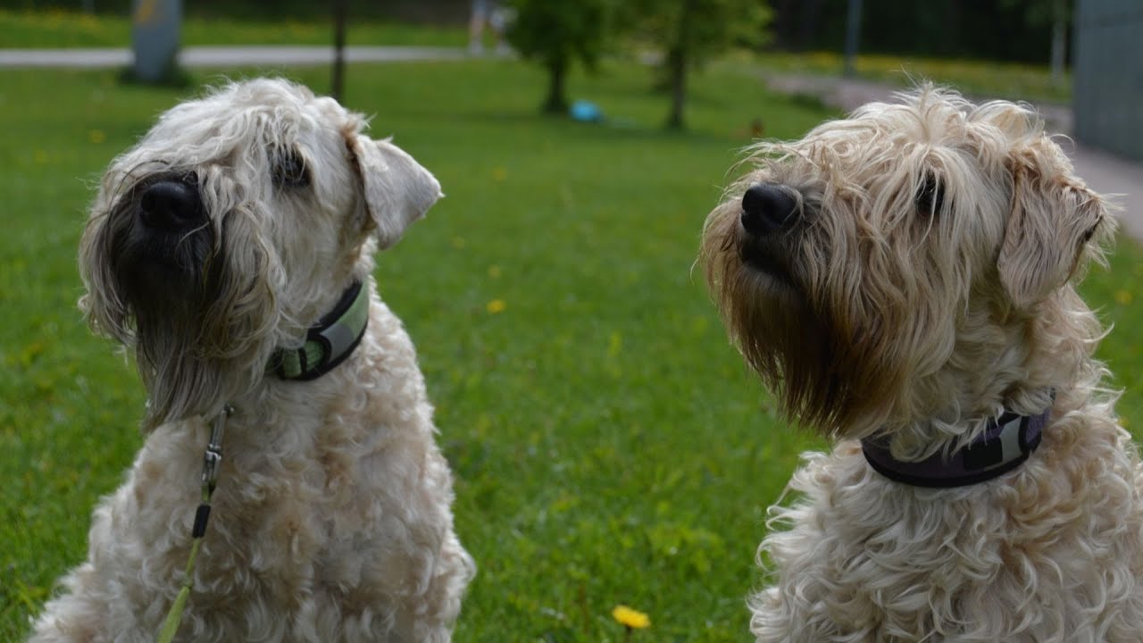 Training Your Soft Coated Wheaten Terrier: How to Stimulate Their Intelligence