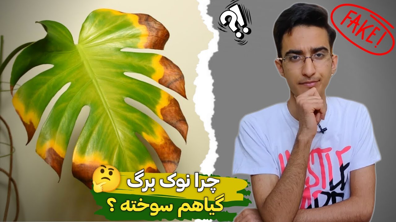 دلایل نوک سوزی برگ گیاهان!🤔