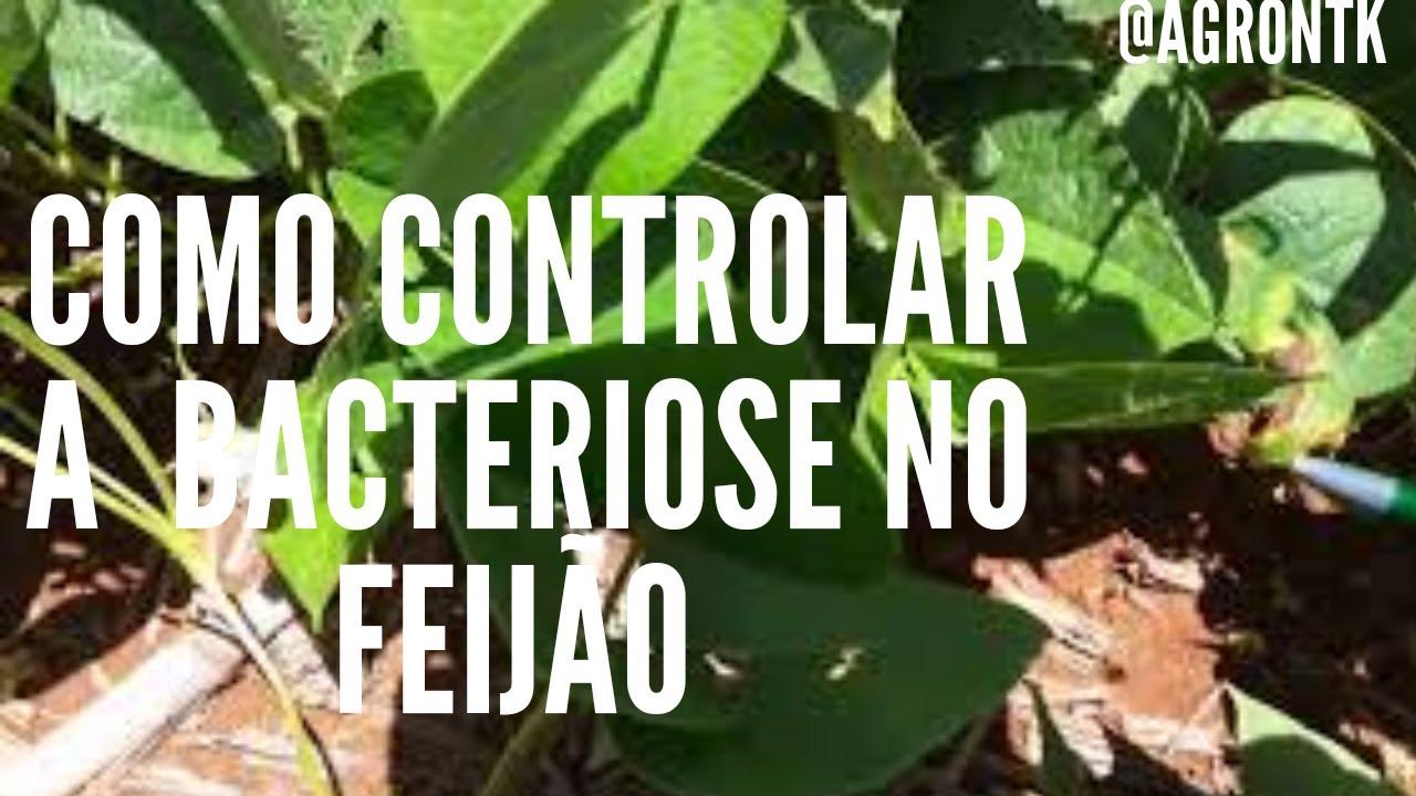 COMO CONTROLAR BACTERIOSE EM FEIJÃO