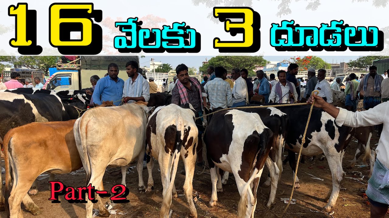 cow and bull market punganuru 🔥🐄 ￼LksChanal 🔥Cell ; 9515 91 3874