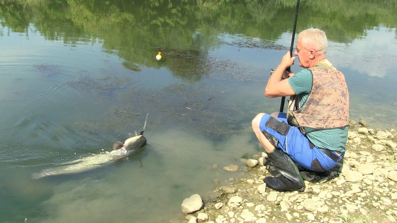 Pecanje soma i šarana na Zapadnoj Moravi kod Čačka - Pecanje na plovak i dubinsko pecanje