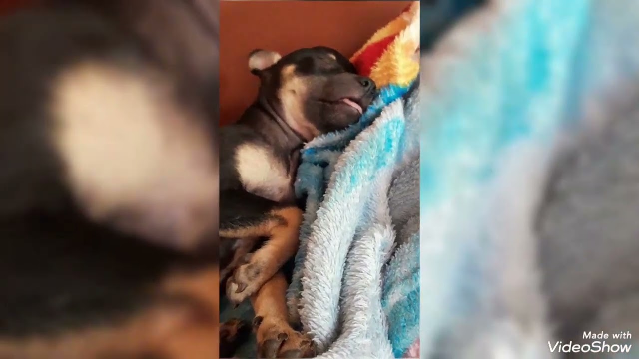 FELIZ NATAL DE PITOCO E PITUCA PARA VOCE 