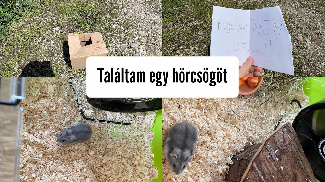 Találtam egy hörcsögöt🥹🐹