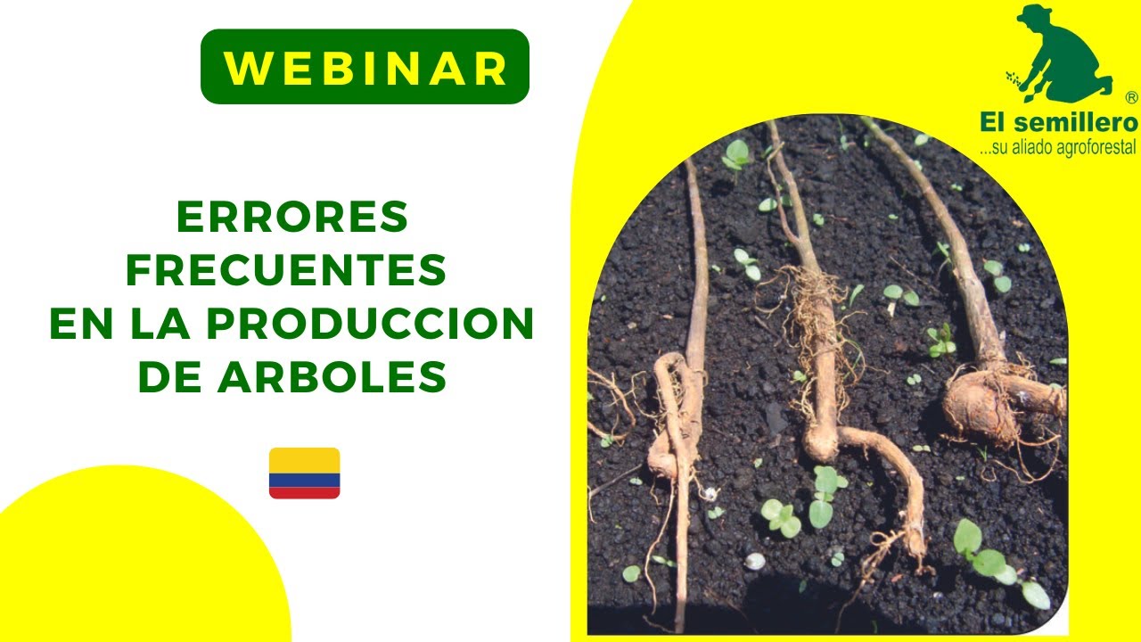 ERRORES FRECUENTES EN LA PRODUCCION DE ARBOLES 🌳🌳🌳
